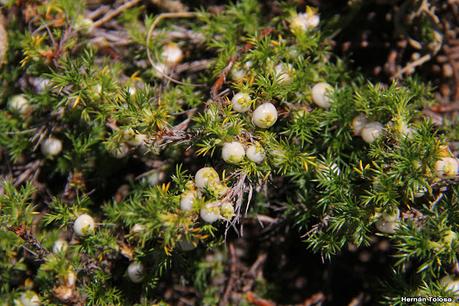Perlilla  (Margyricarpus pinnatus)