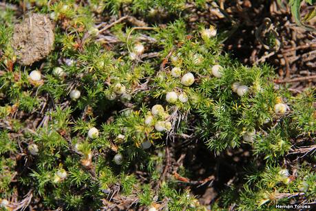 Perlilla  (Margyricarpus pinnatus)