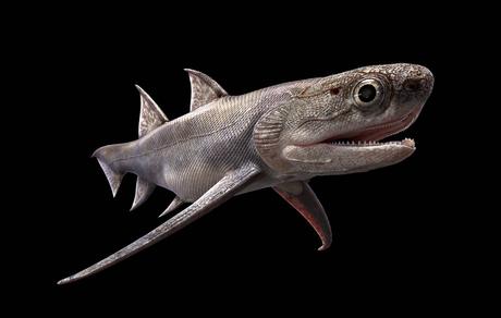 Un fosil de ‘tiburón’ en China es el mandíbulado más antiguo