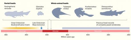 Un fosil de ‘tiburón’ en China es el mandíbulado más antiguo