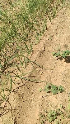 Fotos del huerto 2023 X