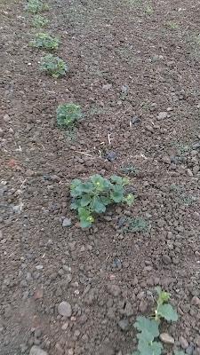 Fotos del huerto 2023 X