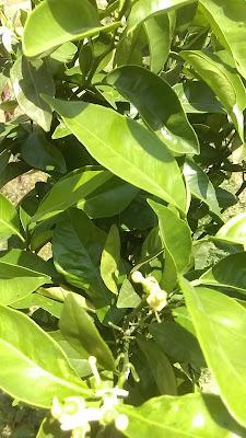 Fotos del huerto 2023 X