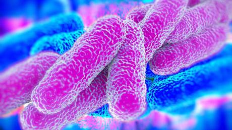 La bacteria Legionella: esa gran desconocida
