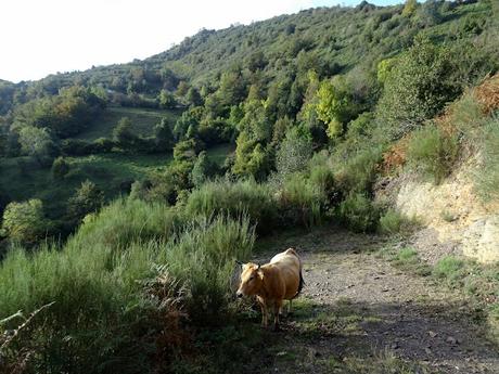 Viḷḷamayor-Braña´l Vaḷḷe-Vicenturo-Picu Redondo-Braña´l Pibidal