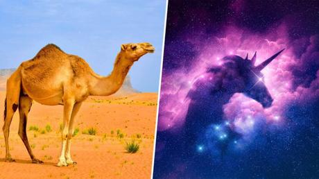 Emprendedores se convierten de “unicornios” a “camellos” en una economía adversa Emprendedores se convierten de “unicornios” a “camellos” en una economía adversa