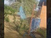 pajaros siguen causando daños