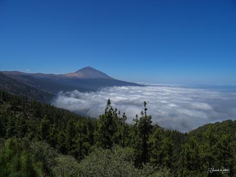 Mirador de Cumbres del Norte o Chipeque – Corona Forestal Isla de Tenerife Mirador de Cumbres del Norte o Chipeque – Corona Forestal Isla de Tenerife