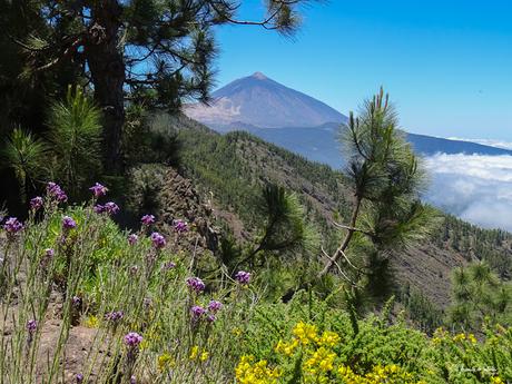 Mirador de Ayosa Parque Nacional del Teide Tenerife
