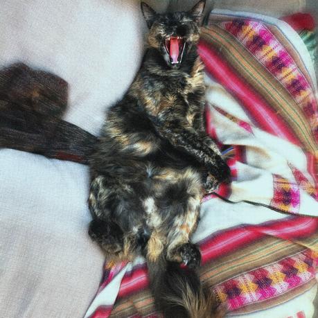 El indie pop de Los Pasos presenta su nuevo single «Cansado» 177b77d1-b26b-10be-b011-d94ed6695315