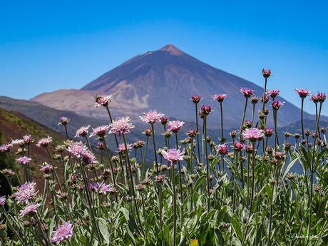 El Mirador de La Crucita Parque Nacional del Teide Tenerife