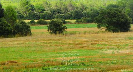 Las «fotonomatopeyas».