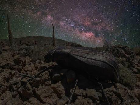 El Escarabajo Pimelia del Teide El Portillo