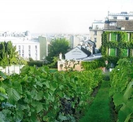 EL VIÑEDO DE MONTMARTRE