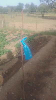 Fotos del huerto 2023 XI