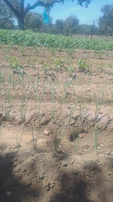 Fotos del huerto 2023 XI