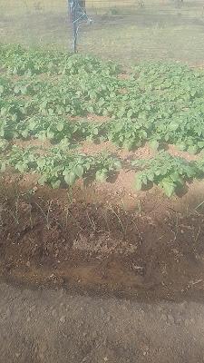 Fotos del huerto 2023 XI