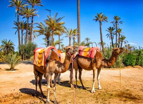 Los oasis más bellos para explorar cerca de Marrakech camellos en la Palmeraie de Marrakech