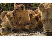 Cinecritica: Paraíso Sobrevive: Legado Familiar