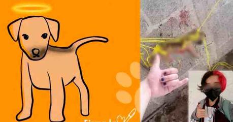 Exigen justicia por ‘Huellitas’, perrito torturado y asesinado en Huauchinango, Puebla