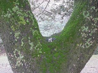 Un año de coquetería Un año de coquetería