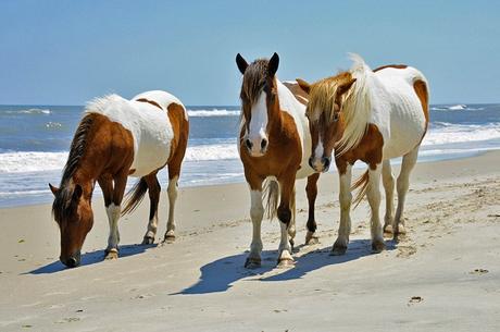 Los caballos salvajes de la isla de Assateague deambulan libremente por la playa