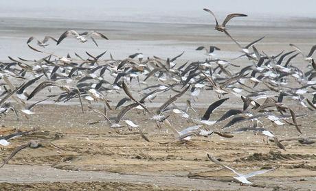 Gaviotas volando sobre la playa en Hart Miller State Park
