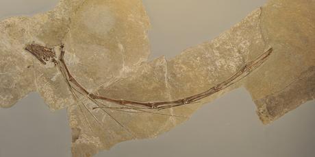 Reptiles marinos de cuello largo fueron decapitados en la era de los dinosaurios