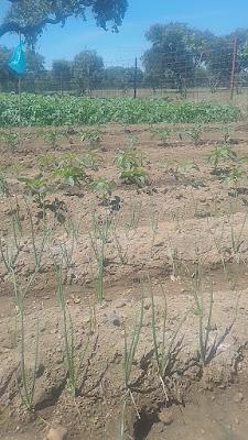 Fotos del huerto 2023 XII