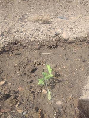 Fotos del huerto 2023 XII