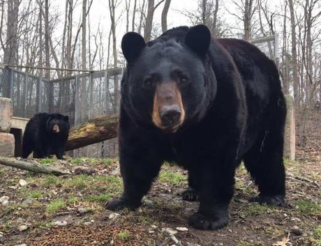 Zoológico de Twin Valley