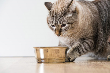 ¿Por qué el gato no quiere comer? – Causas y soluciones