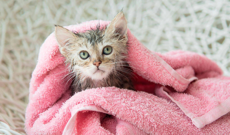 Cómo y cuándo bañar a tu gato