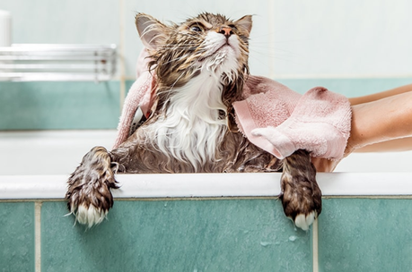 Cómo y cuándo bañar a tu gato
