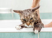 Cómo cuándo bañar gato