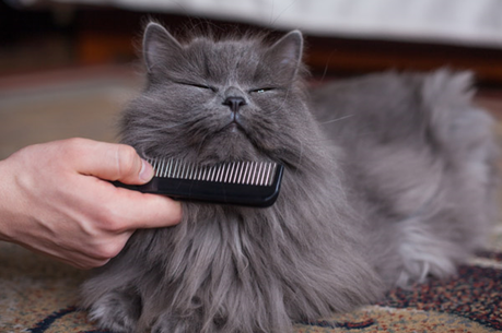 Cómo cepillar correctamente el pelo de tu gato