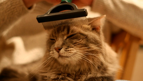 Cómo cepillar correctamente el pelo de tu gato