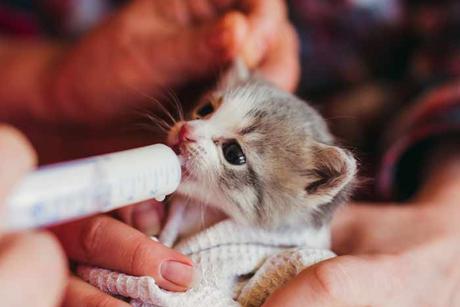 Cómo cuidar gatos recién nacidos