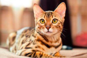 Gato Bengalí : características y cuidados