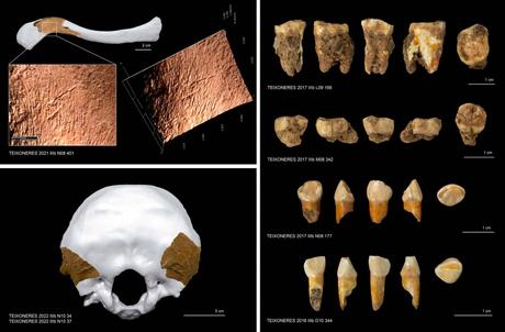 Canibalismo entre neandertales en la Cova de les Teixoneres