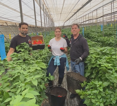 Doctor Salsas comienza su cosecha de chiles 2023 