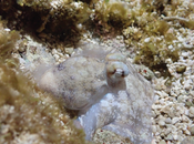 sueño pulpo sorprendentemente similar humanos