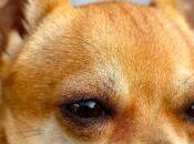 Chihuahua: tesoro canino bolsillo