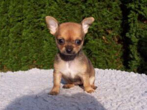 Chihuahua: El tesoro canino de bolsillo