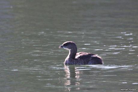 Observando aves en el lago Regatas