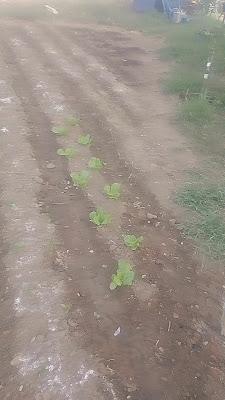 Ya solo vemos faltas en tomates y cebollas