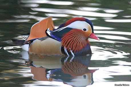 Observando aves en el lago Regatas