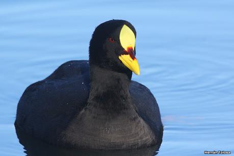 Observando aves en el lago Regatas