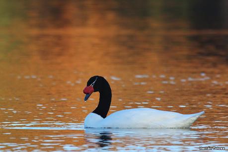 Observando aves en el lago Regatas