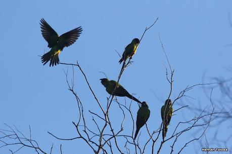 Observando aves en el lago Regatas